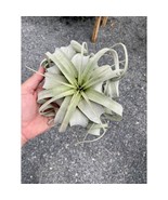 Air Plant Tillandsia Xerographica 1 Live Plant XL Extra Large Air Plant - £12.57 GBP