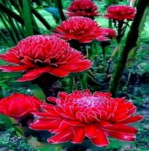 RED TORCH Ginger Seeds | Etlingera elatior | Flower Tropical Garden Plant - $13.45