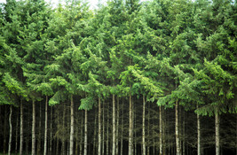 20 Douglas Fir Tree Abies Pseudotsuga Menziesii Christmas Tree Blue Pine SeedsFr - £7.86 GBP