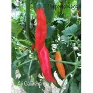 25 Seeeds Aji Calatenango Pepper Seeds Seed Healthy Planting Food Fresh - £8.17 GBP
