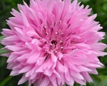 Pink Cornflower Seeds 200 Tall Pink Bachelor Button Wildflower Fast Ship... - £7.20 GBP