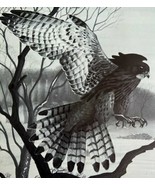 Common Kestrel Art Print Black &amp; White Birds Of Prey Vintage Nature 1979... - $41.60 CAD