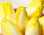 Belgian Endive Seeds, Witloof Chicory Witlof Chicon Perennial Garden Seed  - $5.93