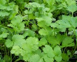 Cilantro (Coriandrum Sativum Santo) 100 Herb Seeds - $7.98