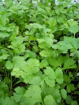 Herbs cilantro santo thumb200