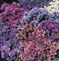 50 Statice &quot;Pacific Mix&quot; Flower Seeds / Annual / Great Gift / Deer Resistant - £10.69 GBP