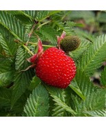 Strawberry-raspberry - Rubus illecebrosus 10+ Seeds - (G 112) - £3.18 GBP