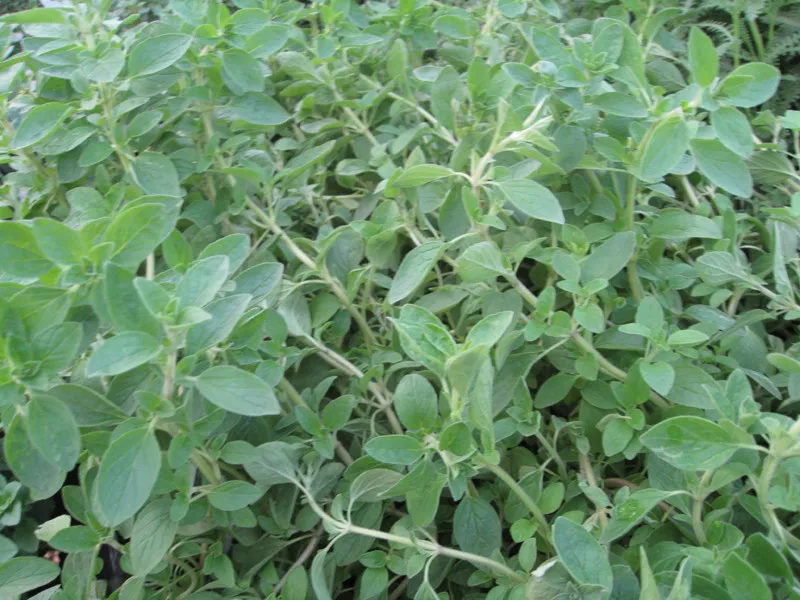 BPASTORE 4000 Seeds Italian Oregano Herb Origanum Vulgare Non Gmo - £7.08 GBP