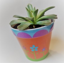 Echeveria Succulent in Flower Design Pot, Live Plant, 4" Colorful Planter image 3