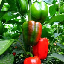 100 Sweet Heirloom Big Red Bell Pepper Seeds Organic Non-Gmo Season Garden Usa S - £10.14 GBP