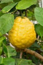 5 Pc Seeds Poderosa Lemon Fruit Plant, Citrus limon Ponderosa Seeds for Planting - £14.82 GBP