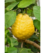 5 Pc Seeds Poderosa Lemon Fruit Plant, Citrus limon Ponderosa Seeds for ... - £14.78 GBP