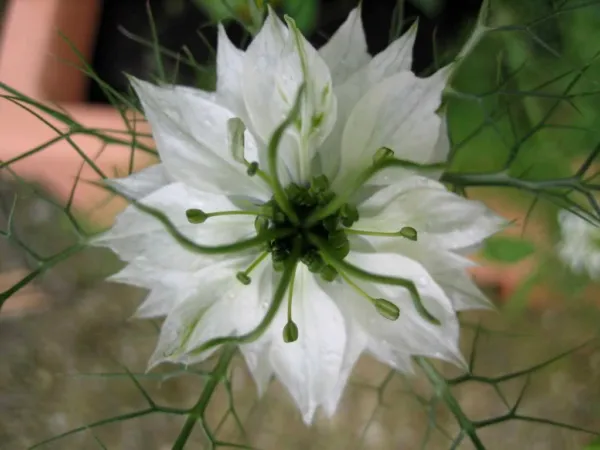 500 White Love In A Mist Nigella Damascena Flower Seeds Fresh - £7.96 GBP