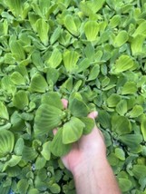 WEEKLY SALE (18) Water Lettuce Koi Pond Floating Plants Algae Medium 3” ... - $40.00