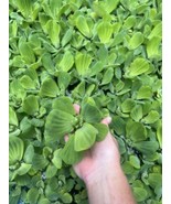 WEEKLY SALE (18) Water Lettuce Koi Pond Floating Plants Algae Medium 3” ... - €34,50 EUR