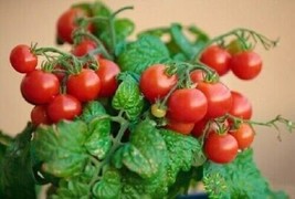 Pigmej Tomato - 10+ seeds - Super Dwarf Variety! P 224 - £1.99 GBP