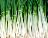 Evergreen White Bunching Onion Allium Cepa Heirloom Non Gmo 200 Seeds - $8.99