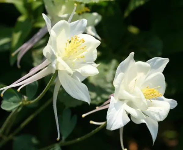 25 Crystal Star White Columbine Aquilegia Caerulea Flower Seeds Fresh - £7.99 GBP