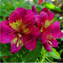 New Fresh 100 Seeds Alstroemeria Seeds Peruvian Lily Alstroemeria Inca Bandit Pr - $4.98