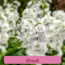 5946 stock pop thumb200