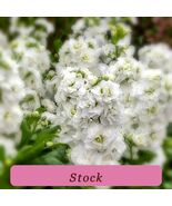 50 Stock Seeds Mime White Cut Flower F1 Variety Top Quality - €12,58 EUR