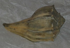 Conch Shell Seashell  - £48.42 GBP