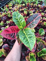 Plant Croton Codiaeum Variegatum AWD - £42.95 GBP