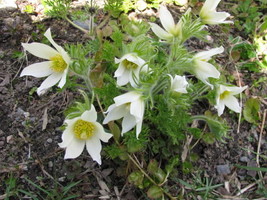 25 seeds  White Anemone Pulsatilla Vulgaris Purple Pasque Flower - £6.74 GBP