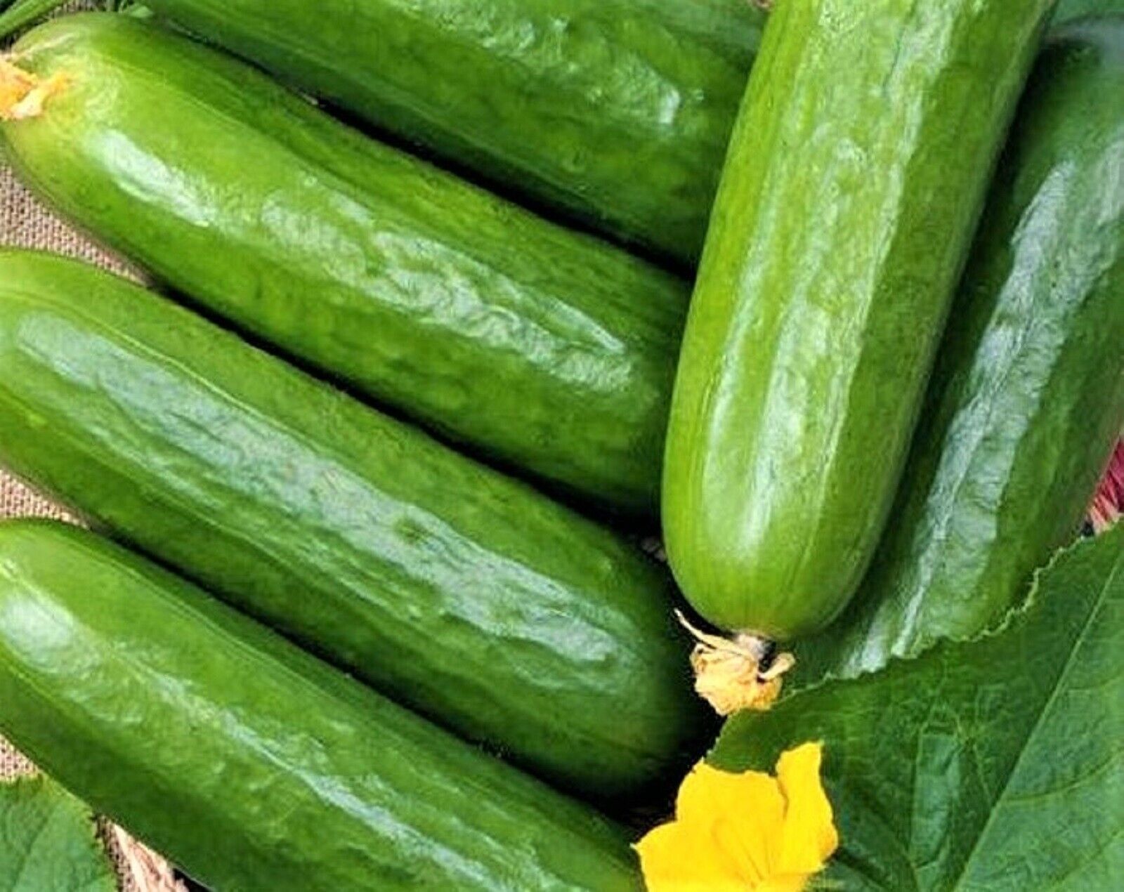 Primary image for 60+ SEEDS Marketer Cucumber Seeds NON-GMO