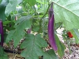 1000 Long Purple Eggplant Solanum Melongena Esculentum Vegetable Seeds G... - $11.60