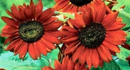 300 Velvet Queen Sunflower Seeds Flower Seedsgarden Beautiful USA Seller - £20.30 GBP