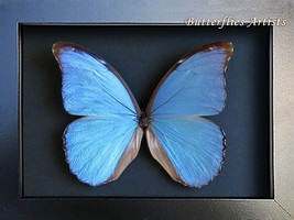 Blue Morpho Morpho Menelaus Asarpai XL Butterfly Framed Entomology Shadowbox - £69.68 GBP