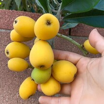 Big Jim Loquat Tree: Grafted Cold Hardy Tropical Fruit - $349.90