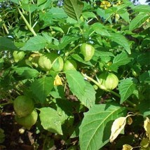 LWSTORE Cape Gooseberryphysalis Peruviana 50 Seeds USPS Shipping - £7.07 GBP