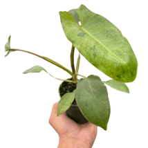 Philodendron 'Paraiso Verde'-4" Pot - $2,194.61 MXN