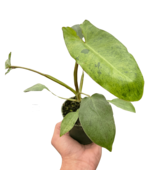 Philodendron &#39;Paraiso Verde&#39;-4&quot; Pot - $2,197.52 MXN