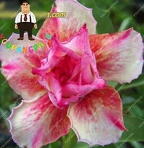 2 pcs Desert Rose Seeds - Pink Serious Flowers FROM GARDEN - £3.98 GBP