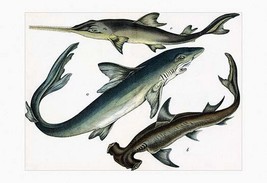 Three Sharks by Heinrich V. Schubert - Art Print - £17.25 GBP+
