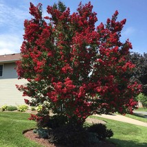 Black Diamond Crepe Myrtle Tree Seeds - £7.18 GBP