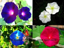 75 Day &amp; Night Blooming Morning Glory Flower Seeds - £16.10 GBP