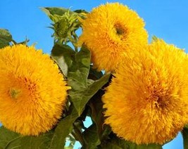 100 Double Dwarf Sungold Sunflower Helianthus Annuus Yellow Teddy Bear Type Flow - $10.45