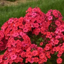 50 Sunset Coral Phlox Seeds Flower Perennial Seed Flowers USA Fast Shipping - $14.69