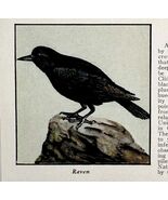 Raven Bird Print 1931 Blue Book Birds Of America Animal  Corvids Art PCB... - $42.03 CAD