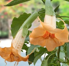 TISSEEDS 10 Suaveolens Angel Trumpet Seeds Flowers Seed Flower Brugmansia Datura - £7.08 GBP