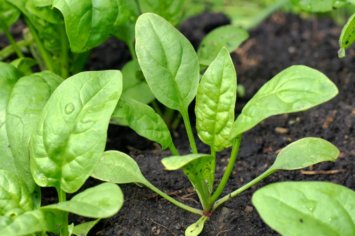 Spinach organic heirloom 100 seeds- code 063 Item image 2