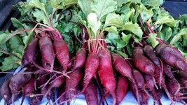 Variety Size Cylindra Beet Seeds, NON-GMO, Formanova, Butter Slicer - £8.93 GBP+