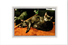 vintage Postcard The American Postcard Co. 1995 cute Kittens playing (C) - £3.78 GBP