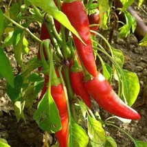 US Seller 300 Long Red Cayenne Pepper Capsicum Annuum Vegetable Seeds Fast Shipp - $13.80