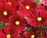 200+ Gazebo Red Cosmos Seeds | Easy-Grow Vibrant Garden Flower Seeds - $16.50