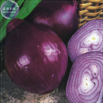 New Fresh Onion Deep Purple Vegetable Seeds 100 Seeds Pack Giant Sweet Organic V - $5.49